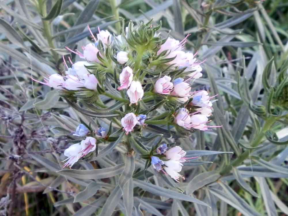 Echium decaisnei -  Canarie